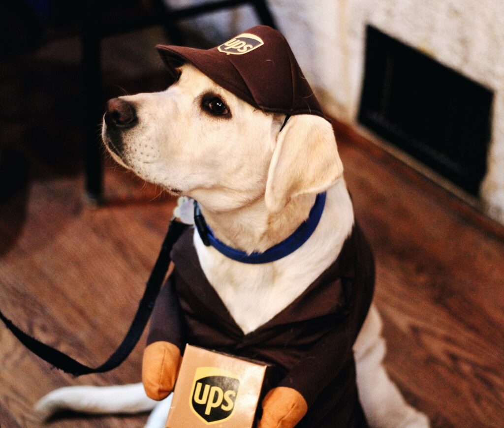 dog, puppy, pet, animal, nature, ups, company, brown company, brown puppy